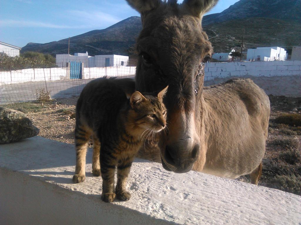 Makares Aparthotel Donoussa Luaran gambar